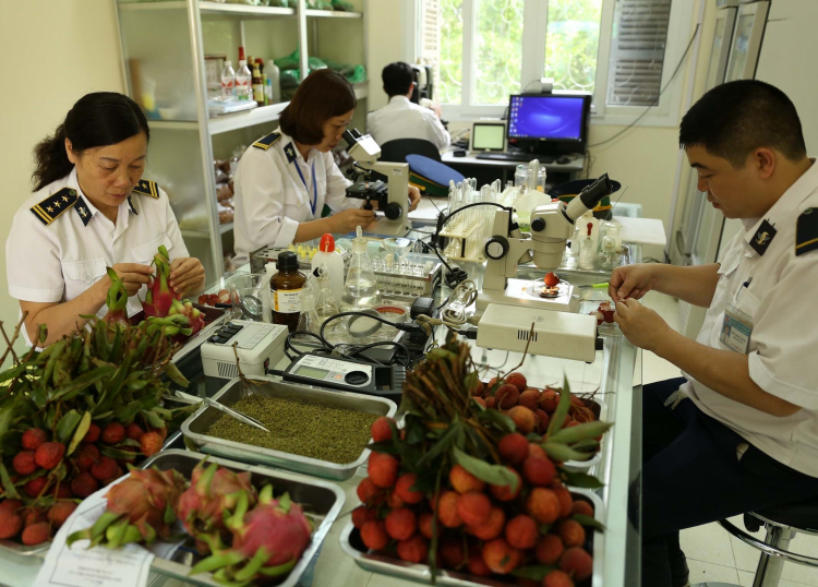 dich-vu-co-kiem-dich-thuc-vat-xnk-hang-hoa-tron-goi-chuyen-nghiep